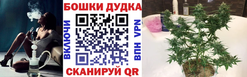 блэк спрут как зайти  Дорогобуж  Каннабис план 